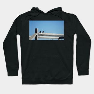 Rottnest Swallows Hoodie